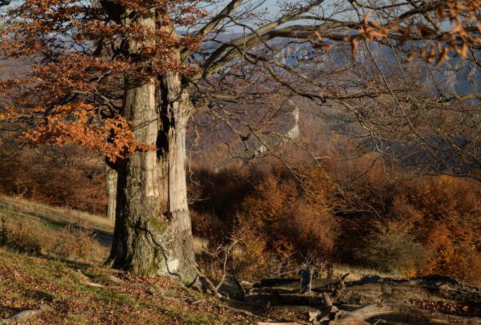 Ancient beech tree high above Cerna valley in Romania