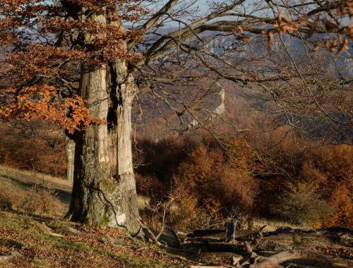 Ancient beech tree high above Cerna valley in Romania